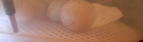 external pip on duck egg