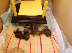 newly hatched mallard ducklings