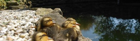 mallard ducklings resting on pond edge